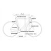 CUBE Bikes Fitness Nulane C:62 SLX FE 58 cm 11G 2025 KW14